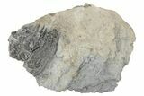 Fossil Crinoid Plate (Two Species) - Monroe County, Indiana #231977-1